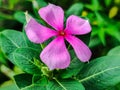 Catharanthus Roseus Or Medicinal Nayantara Royalty Free Stock Photo