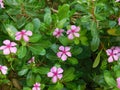 Catharanthus roseus photo in nadia