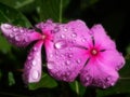 Catharanthus roseus after rain