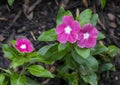 Catharanthus roseus with raindrops at the Fort Worth Botanic Garden, Texas.