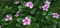 Catharanthus roseus red and pink flower Rain drops above the leaves and green grass below Royalty Free Stock Photo