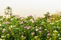 Catharanthus roseus