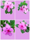 Catharanthus Roseus set Royalty Free Stock Photo