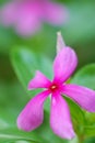 Catharanthus roseus Royalty Free Stock Photo