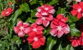 Catharanthus roseus, Vinca flower,Madagascar periwinkle, Madagascar periwinkle Royalty Free Stock Photo