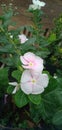 Catharanthus Roseus or Vinca flower, pink ,white Vinca flower in garden.