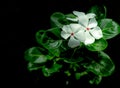 Catharanthus roseus West Indian periwinkle, Madagascar periwinkle. Beautiful white flower with pink at center green leaves Royalty Free Stock Photo