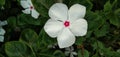 Catharanthus roseus White and cute flower
