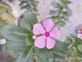 Catharanthus roseus aka Madagascar periwinkle, rose periwinkle or rosy periwinkle Royalty Free Stock Photo
