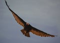 Cathartes aura, jote cabeza colorada, turkey vulture, in flight and looking at the camera Royalty Free Stock Photo