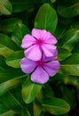 (CatharÃÂ¡nthus rÃÂ³seus), Pink flower close up, Florida Royalty Free Stock Photo