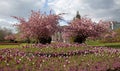 Cathays Park in spring Royalty Free Stock Photo