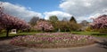 Cathays Park in spring with blossom and tulips Royalty Free Stock Photo