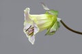 Cathedral bell vine isolated on grey background