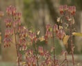 Cathedral bells / Air plant / Bryophyllum pinnatum Royalty Free Stock Photo