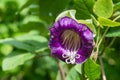 Cathedral bells cobea scandens Royalty Free Stock Photo