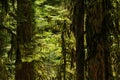 Cathedral Grove ancient forest, Vancouver Island, Canada Royalty Free Stock Photo