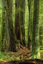 Cathedral Grove, Macmillan Provincial Park, Douglas Firs in Old Growth Forest, Vancouver Island, British Columbia Royalty Free Stock Photo
