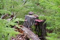 Cathedral Grove, old-growth forest Canada Royalty Free Stock Photo