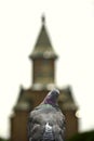 Cathedral and pigeon