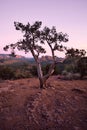 Cathedral Rock, Sedona, AZ, seen through beautiful tree near sunset Royalty Free Stock Photo