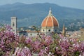 Cathedral of Santa Maria del Fiore in Florence, as seen from Bardini Garden with beautiful wisteria in bloom. Florence. Royalty Free Stock Photo