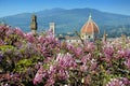 Cathedral of Santa Maria del Fiore in Florence, as seen from Bardini Garden with beautiful wisteria in bloom. Florence. Royalty Free Stock Photo