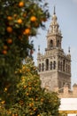 Cathedral of Seville and orange tree