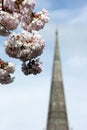 Cathedral Spire & Blossom Royalty Free Stock Photo