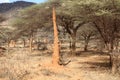 Cathedral termite mound