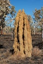 Cathedral termite mound, Australia