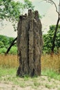 Cathedral termite mounds in Kakadu National Park Royalty Free Stock Photo