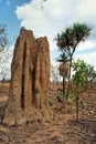 Cathedral termite mounds in Kakadu National Park Royalty Free Stock Photo