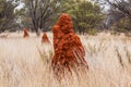 Termite mounds in the outback, Austalia Royalty Free Stock Photo