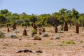 Termite mounds in the outback, Austalia Royalty Free Stock Photo