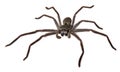 Catherine's Huntsman Spider Royalty Free Stock Photo