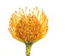 Nutan flower, Catherine-wheel Leucospermum, Catherine`s Pincushion.Ranunculus. One orange isolated flower at a white background