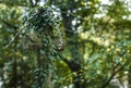 Cross gravestone entwined with ivy