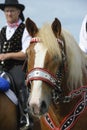 Catholic procession on horse