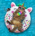 Caticorn in pool on inflatable white ring