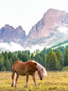 Catinaccio group of dolomites mountains and lonely horse Royalty Free Stock Photo