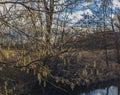 Catkin flower near Malse river Royalty Free Stock Photo