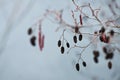 Catkin flowers and seed cones of alder tree in a winter tender blue cloudy sky, blurred background