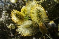 Catkin of sallows Royalty Free Stock Photo