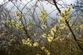 Catkin of sallows Royalty Free Stock Photo