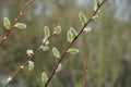 Catkin of sallows Royalty Free Stock Photo