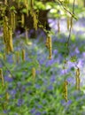 Catkin tree growing amongst wild bluebells, photographed at Old Park Wood nature reserve, Harefield, Hillingdon UK. Royalty Free Stock Photo