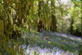 Catkin tree growing amongst wild bluebells, photographed at Old Park Wood nature reserve, Harefield, Hillingdon UK. Royalty Free Stock Photo