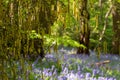 Catkin tree growing amongst wild bluebells, photographed at Old Park Wood nature reserve, Harefield, Hillingdon UK. Royalty Free Stock Photo