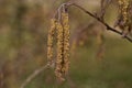 Catkins of Alder in cloud of pollen